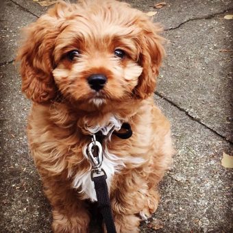 Cavapoo best sale temperament uk