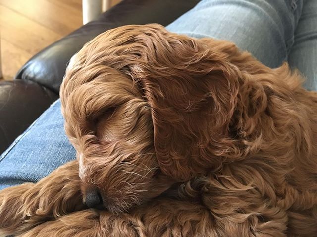 Raffles cockapoo hot sale red